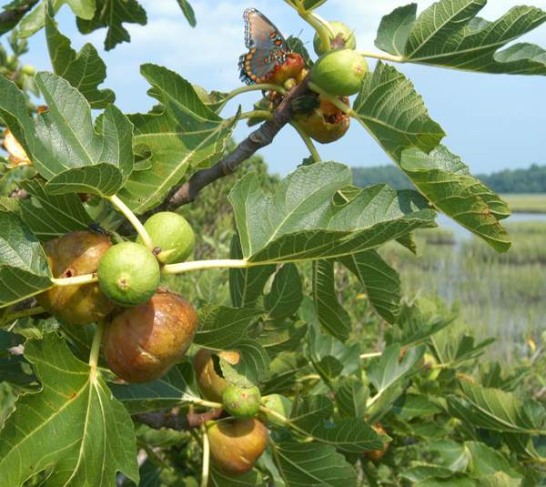 Hog Island Figs