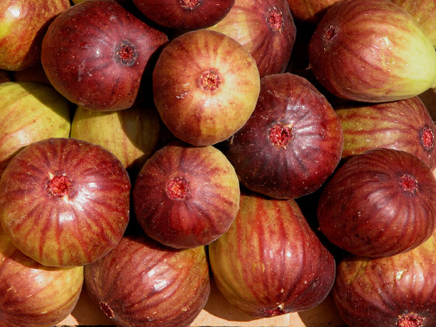 brown turkey fig
