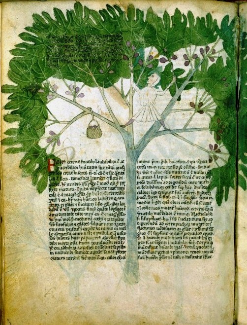 Botanical-Medieval-Person-in-fig-tree