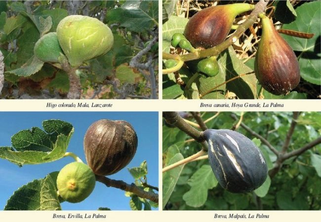 rincones del atlantico