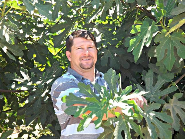 WesternFreshMarketing_ChrisKragie_FigOrchard-edit