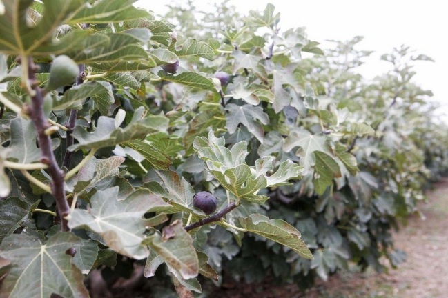 higueras en almenar mercadona