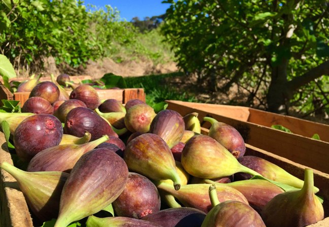 australian figs