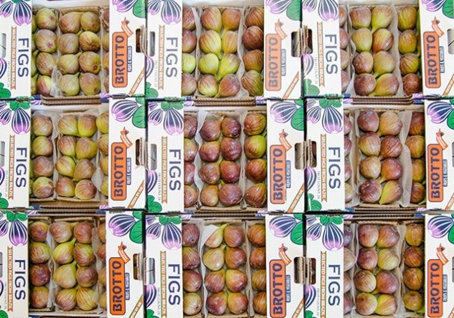 brotto figs
