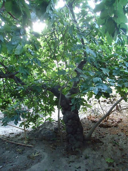 450px-Higuera_Miguel_Hernández