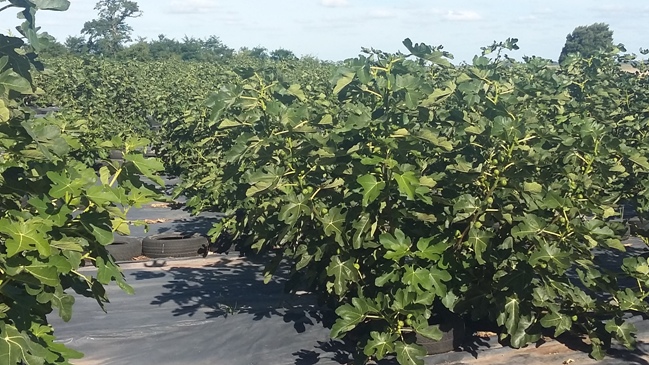 Higos y Brevas Finca La Cecilia 1