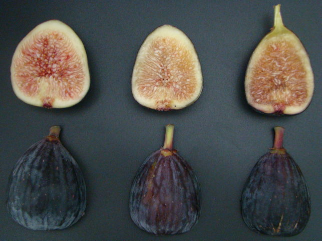 Higos-Universidad-Extremadura