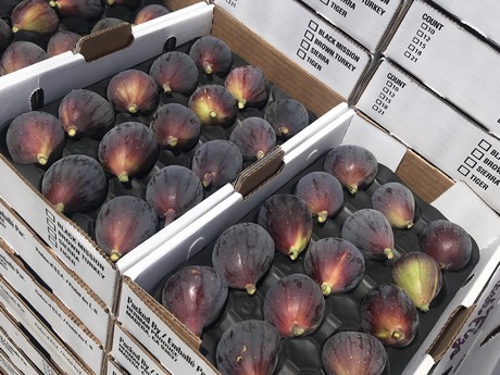 Figs