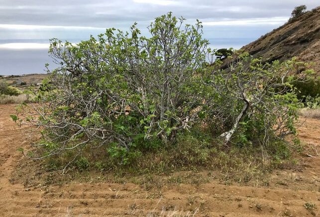 Arada-higueras-Hierro