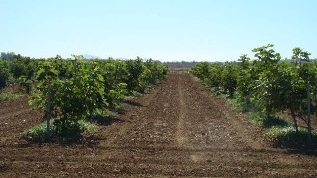 1 campo planta madre