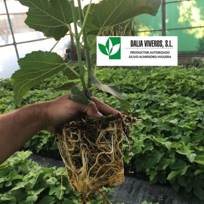 2 planta de higuera en invernadero