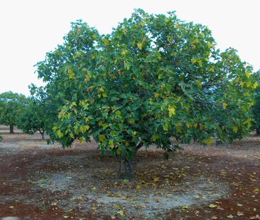 higuera