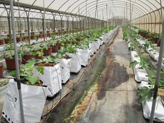 Cultivo hidropónico e intensivo de higueras en Paiporta