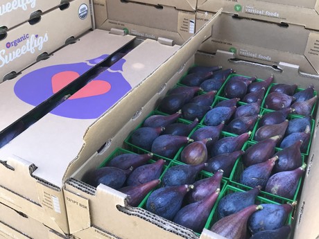Figs_vertical