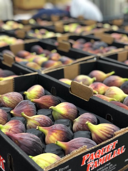 catania figs