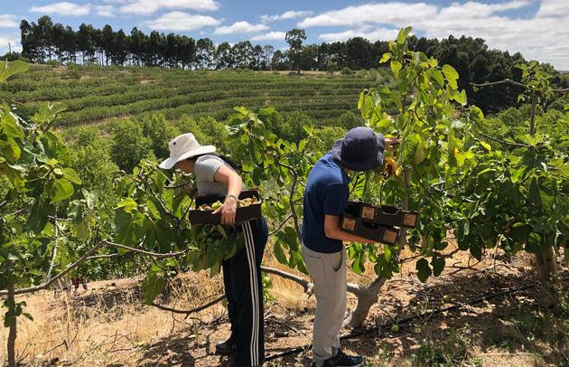 Australian-fig-grower2