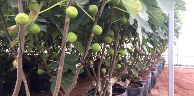 higo-plantas-660x330